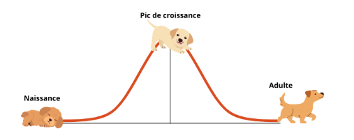 Croissance