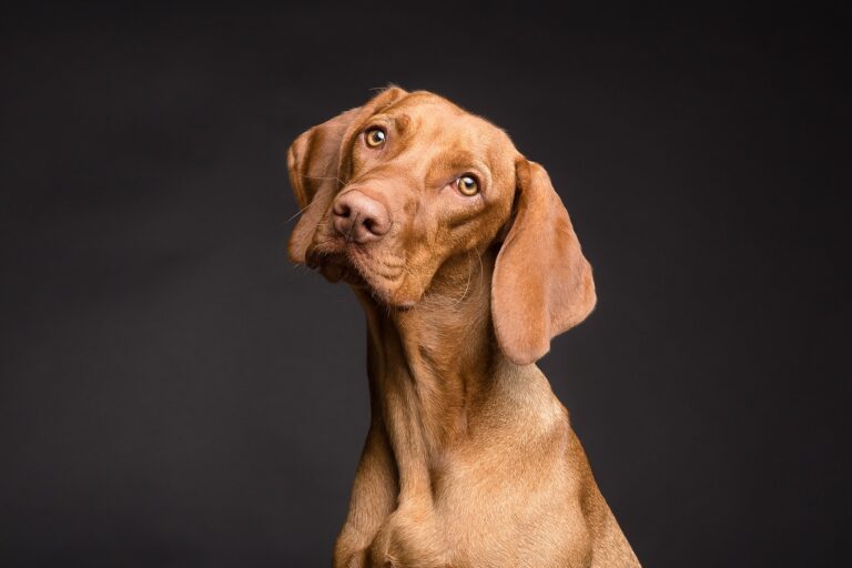 Les aliments dangereux pour les chiens