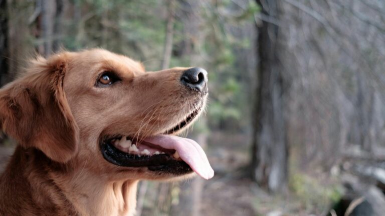 Alimentation pour chien diabétique