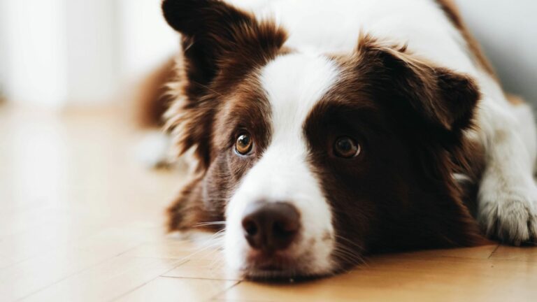 Chiens qui se lassent de leur nourriture