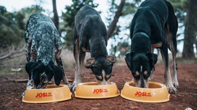 Comment adapter le régime alimentaire de son chien quand on fait du Canicross ?