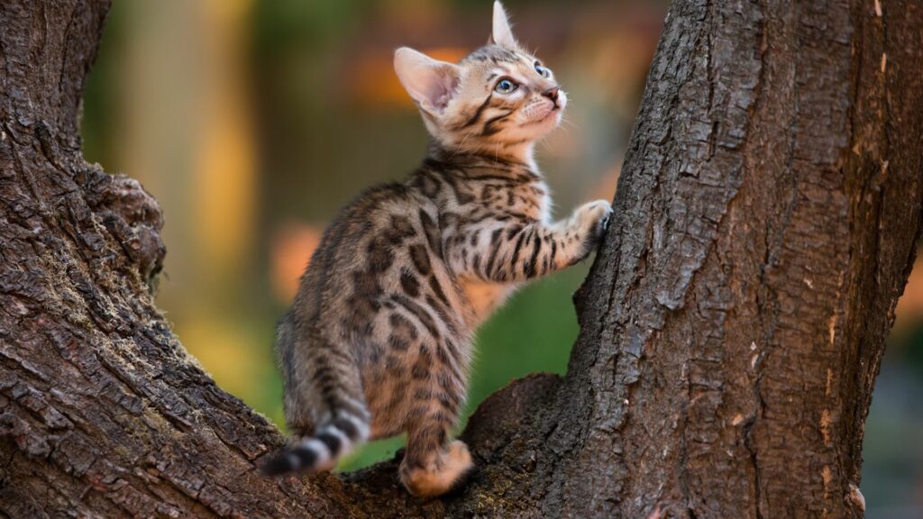 Comment nourrir un chaton