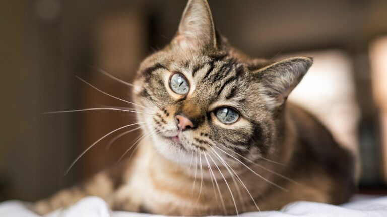 Est-ce que le thon en boîte est bon pour les chats