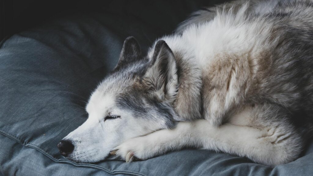 Où faire dormir son chien durant l'hiver ?