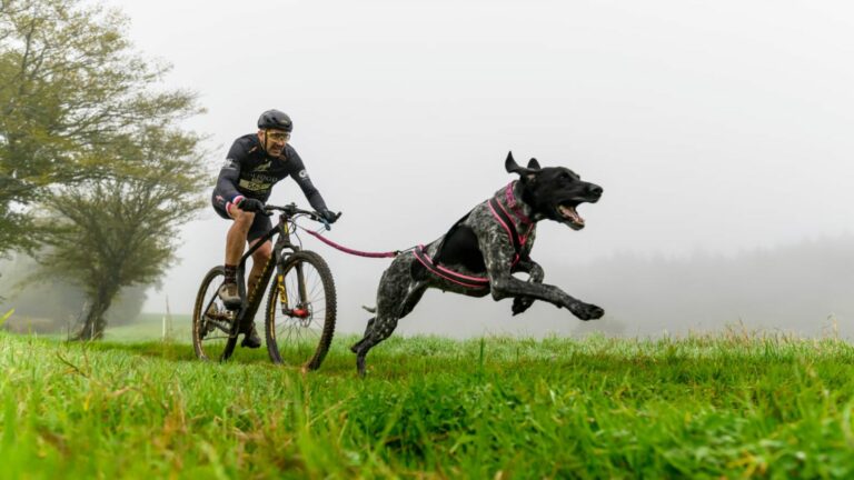 Quel examen véto à faire avant de commencer une pratique sportive avec son chien