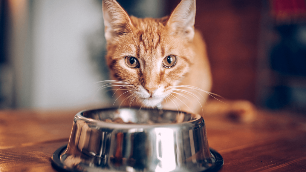 Pourquoi mon chat grossit-il en hiver ?
