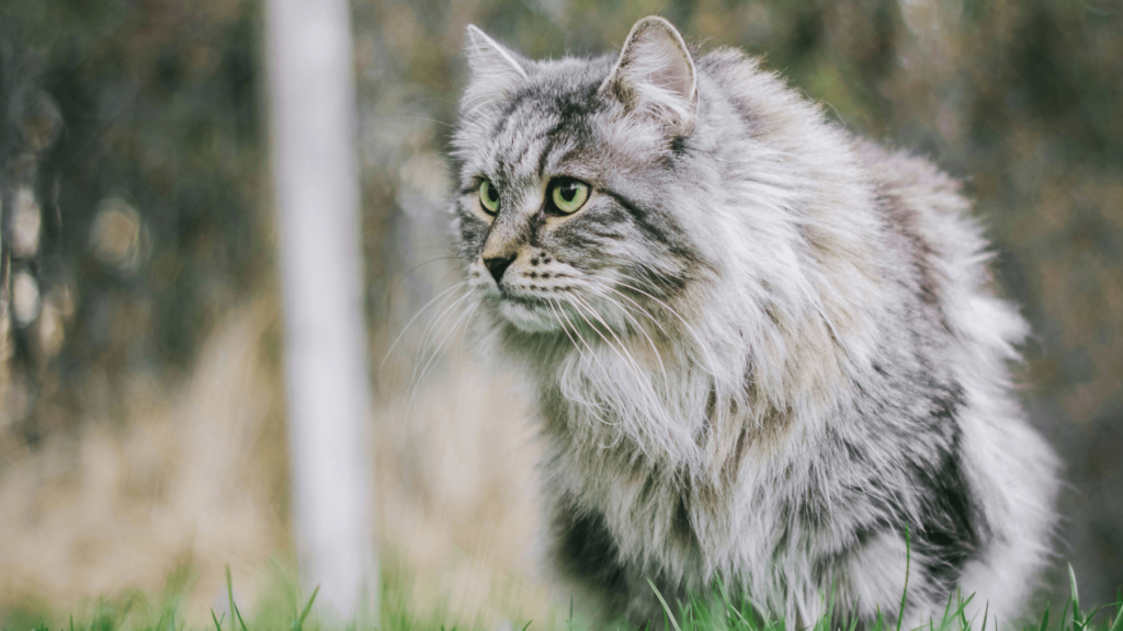 Chat en extérieur