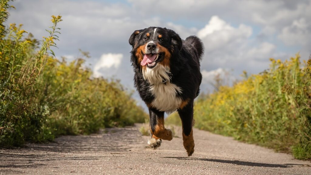 Chien en surpoids