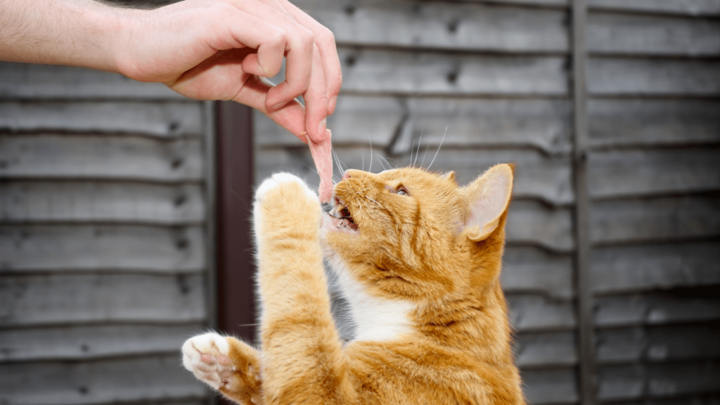 Est-ce que le jambon est bon pour les chats ?