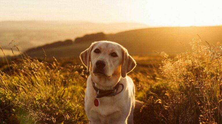 Les chiens ont-ils des allergies au printemps ?